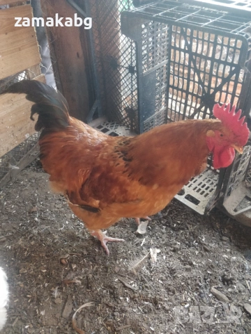 Продавам 2 млади едри петли на по 8-9 месеца, домашно свободно гледани, снимка 5 - Кокошки и пуйки - 53162112