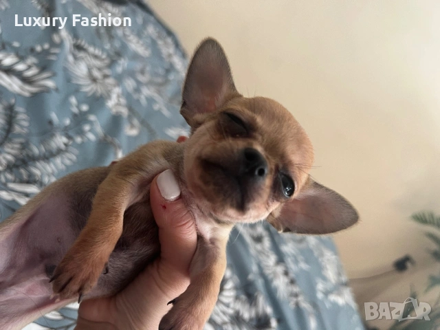 Мини чихуахуа момченце, снимка 3 - Чихуахуа - 54218067