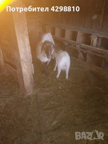 Овце, снимка 6 - Овце - 52926194