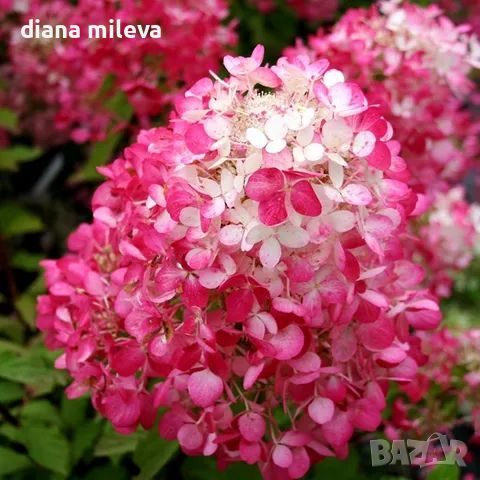 Хортензия Червен Диамант, Hydrangea paniculata Diamond Rouge, за супер слънце, снимка 2 - Градински цветя и растения - 46062315