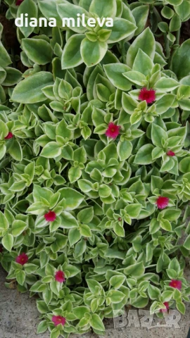 Аптения, Aptenia “Cordifolia”, снимка 1