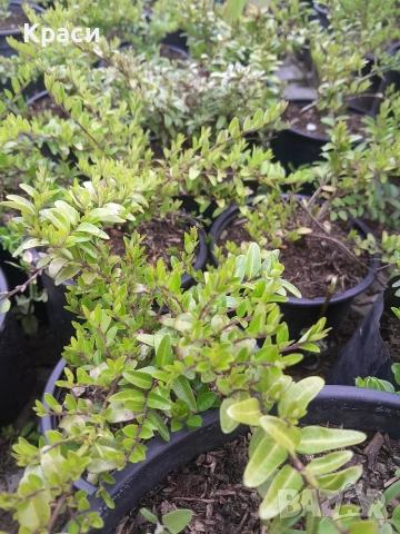 Зелена лонисцера.