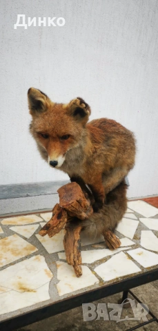 Препариран лисугер , снимка 10 - Други - 54149379