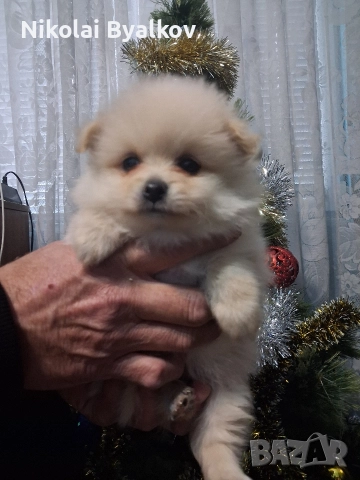 продавам кученца шпиц померан 2 момченца и 1 момиче, снимка 4 - Померан - 52893456