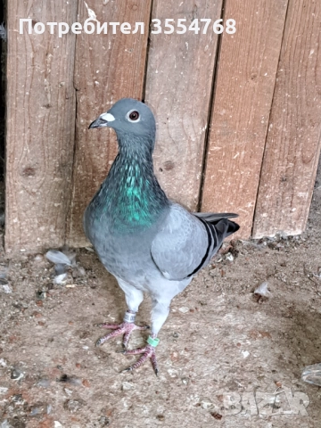 Продавам спортни гълъби , снимка 6 - Гълъби - 51801797