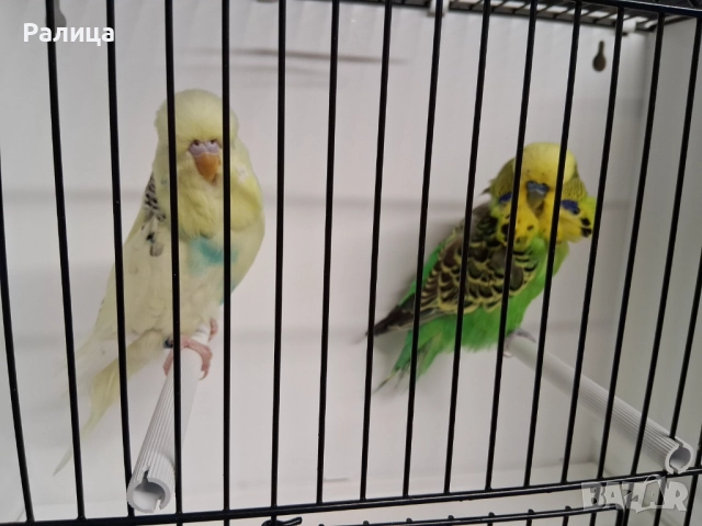 Изложбени вълнисти, снимка 2 - Папагали - 51584676