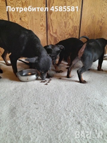 Сърнисти пинери, снимка 6 - Пинчер - 52995417