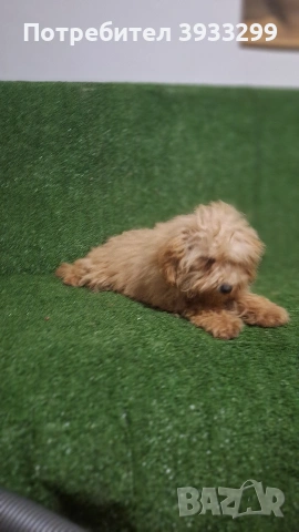 Пудел той пуделчета , снимка 4 - Пудели - 51947182