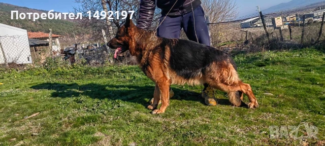 Сръбско мъжко куче немска овчарка за разплод със всички документи., снимка 2 - Немска овчарка - 52792331