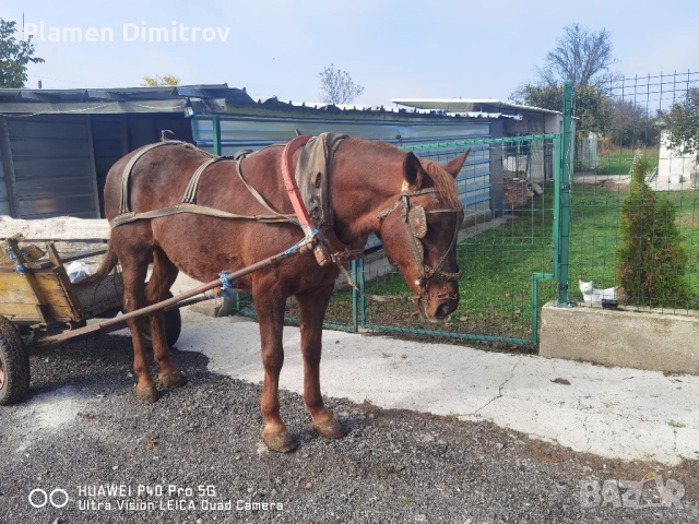 Кобила много добре гледана , снимка 6 - Други животни - 52675186