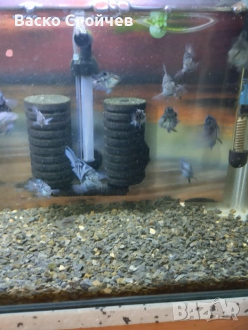 Подарявам рибки Син папагал