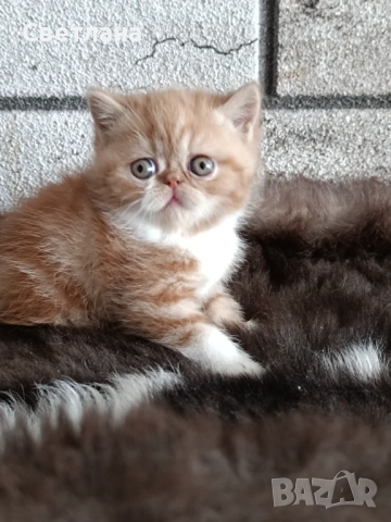 Екзотично късокосместо коте 🐈, снимка 2 - Персийска - 53121459