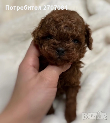 Той пудел, снимка 4 - Пудели - 40734260