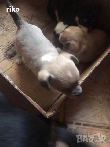 Продавам малки пинчерчета , снимка 5 - Пинчер - 52849271