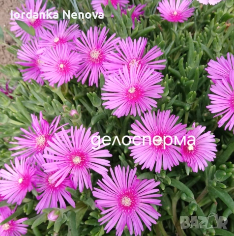 Студоустойчиви цветя , снимка 5 - Градински цветя и растения - 53305648