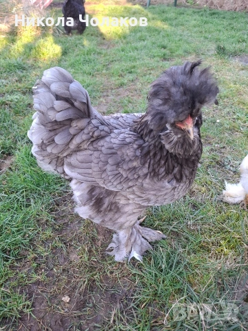 Струмски стандарт яйца , снимка 4 - Кокошки и пуйки - 54215414