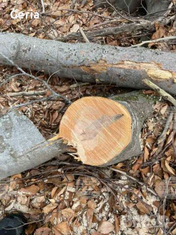 ПОДАРЯВАМ дърва, дървесина, дървен материал, дървета за сеч, снимка 3 - Дърва за огрев - 45408369