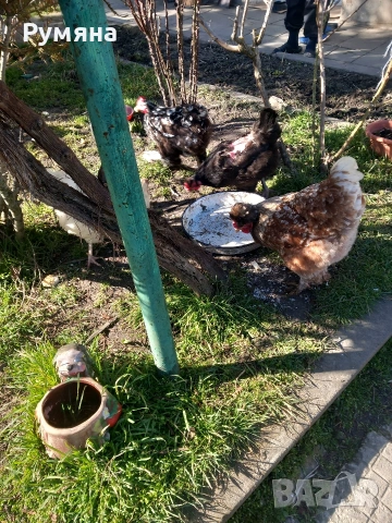 Продавам кокошки,  ярки, пилета, снимка 10 - Кокошки и пуйки - 53643589