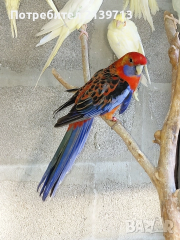 Продавам папагал пенантова розела, снимка 3 - Папагали - 51671575
