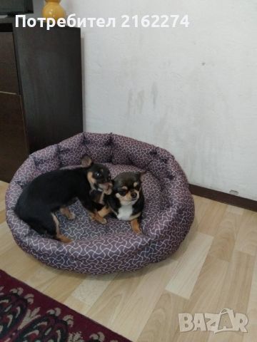 Продавам малко женско куче, снимка 4 - Чихуахуа - 45399678