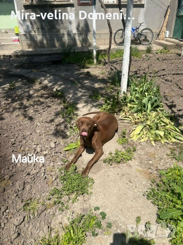 Мъжко питбулче на 45 дена, снимка 6 - Питбул - 52998594