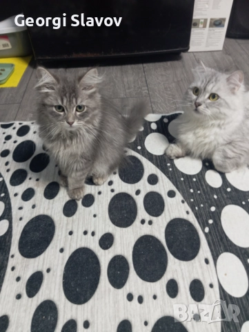 Сибирски котета, снимка 3 - Сибирски - 51027920