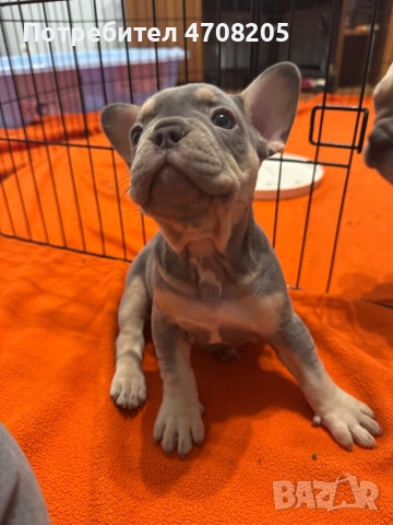 Френски булдог- бебета, снимка 3 - Френски булдог - 53089064