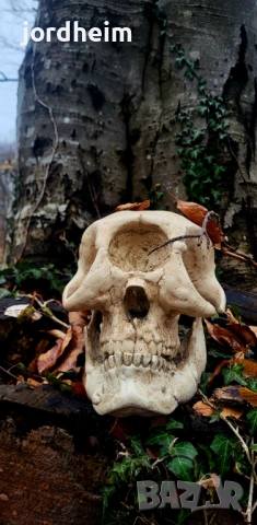 3D фентъзи черепи. 3D Fantasy realistic skulls dark fantasy, снимка 13 - Декорация за дома - 53940500