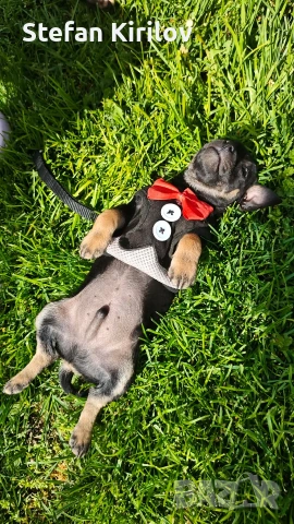 продавам мини пинчер, снимка 2 - Пинчер - 54251248