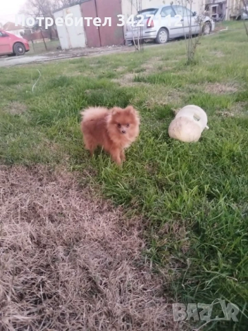 Въжко померанче с всички ваксини, снимка 2 - Померан - 52907569