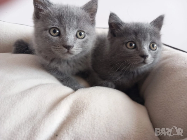 Британски Котета момичета 