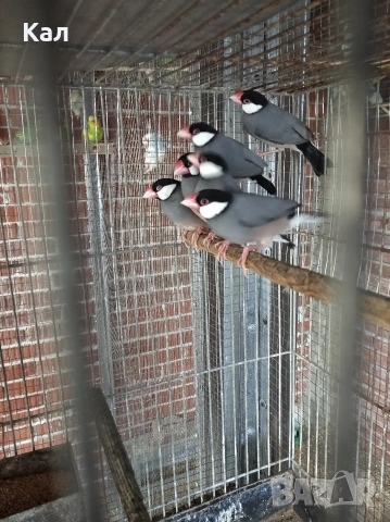 Оризарки, снимка 5 - Амадини - 53572974