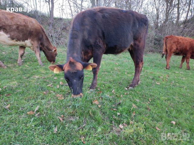 Продавам Крави, Юници и женски телета, снимка 5 - Крави - 45063387