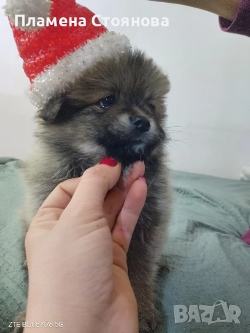 Малки померани , снимка 6 - Померан - 52617952