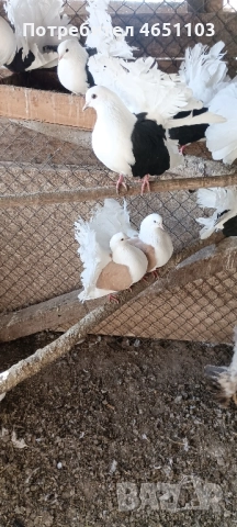 Продавам Фенерлии, снимка 8 - Гълъби - 52433577