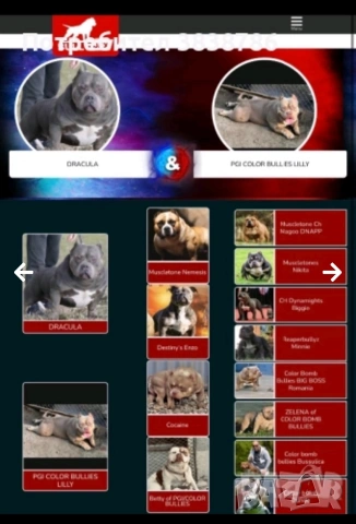 Американско Були ,,Покет)’, снимка 13 - Други - 52643138