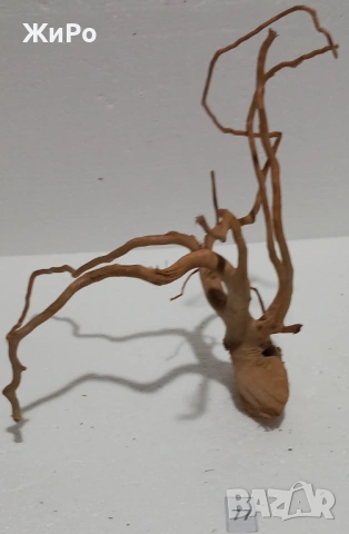 Корен от Азалия /декорация/ 77