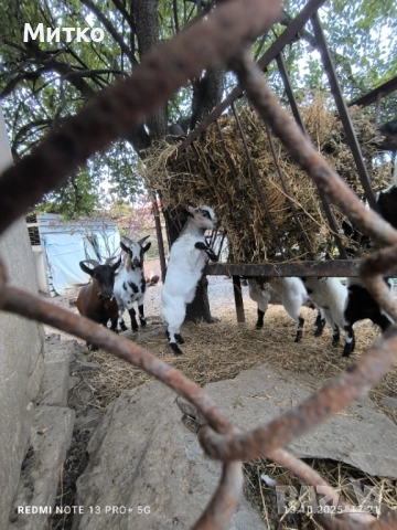 Декоративни козички и ярета кози холандски мини , снимка 9 - Кози - 49545301