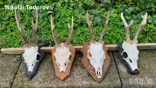 Трофей от сръндак, снимка 5 - Други - 52672901