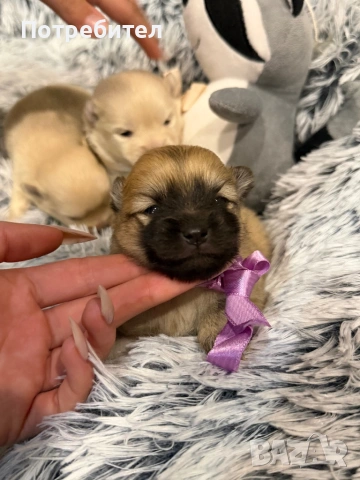 Померанчета , снимка 3 - Померан - 53904925