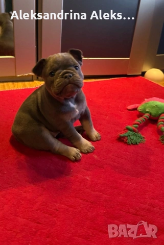 Френски булдог , снимка 4 - Френски булдог - 53726241