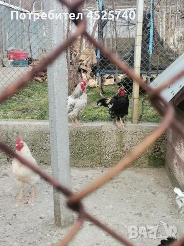 Петли за гледане и за клане , снимка 4 - Кокошки и пуйки - 53868507