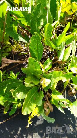 Калоферче билка в саксия,миналогодишни растения , снимка 1 - Градински цветя и растения - 46305190