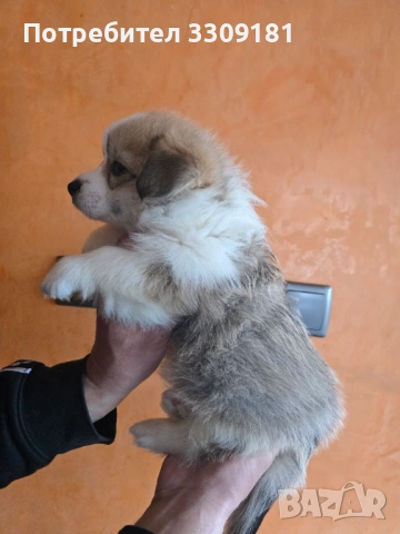 Уелско Корги , снимка 8 - Други - 54006742