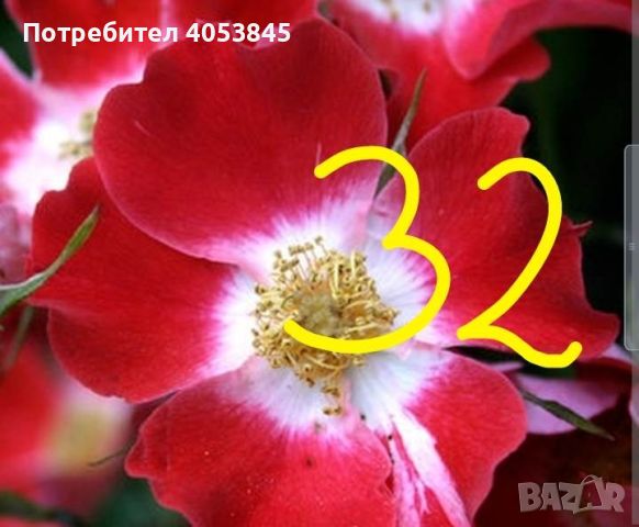 рози в контейнери цена 6 лв, снимка 4 - Градински цветя и растения - 45141841