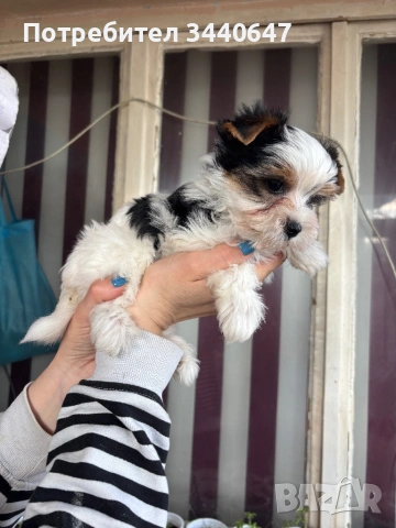 Женско и мъжко Бивър йорки, снимка 4 - Йоркширски териер - 53825786