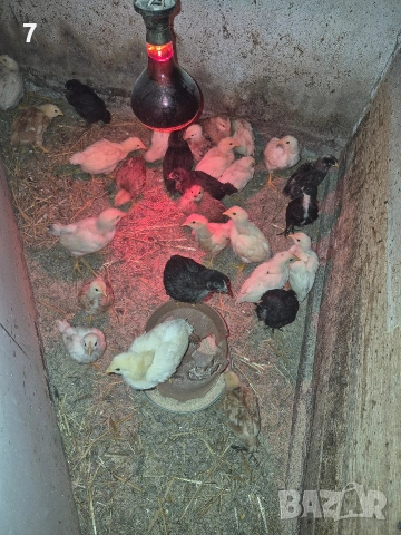 Селски пилета, снимка 5 - Кокошки и пуйки - 54053427