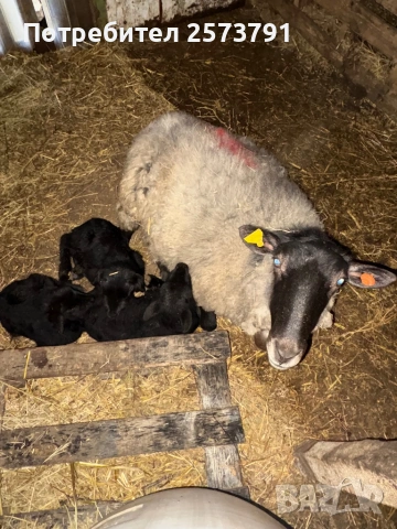 Романовски овце, снимка 6 - Овце - 53520025