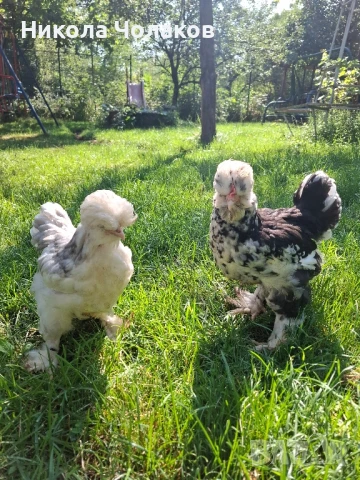 Струмски стандарт пилета , снимка 1