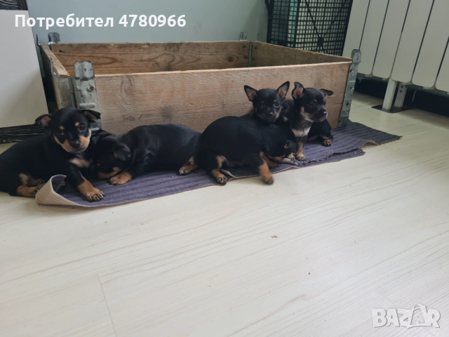 Продавам пинчери 